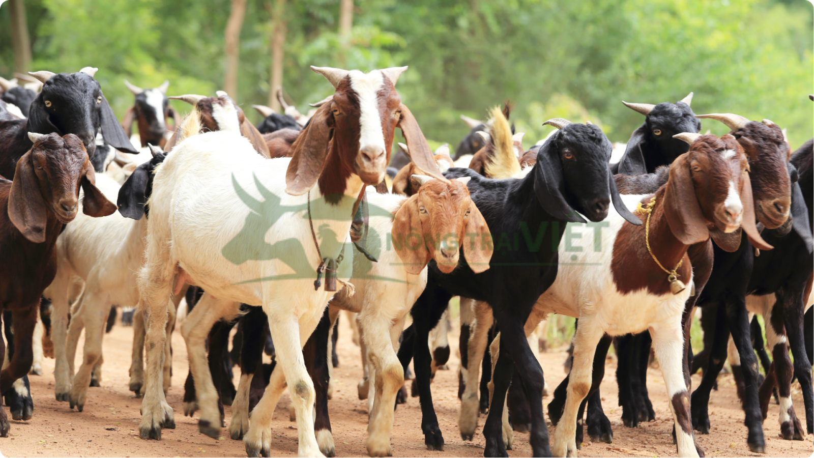 Giống dê boer chuyên thịt