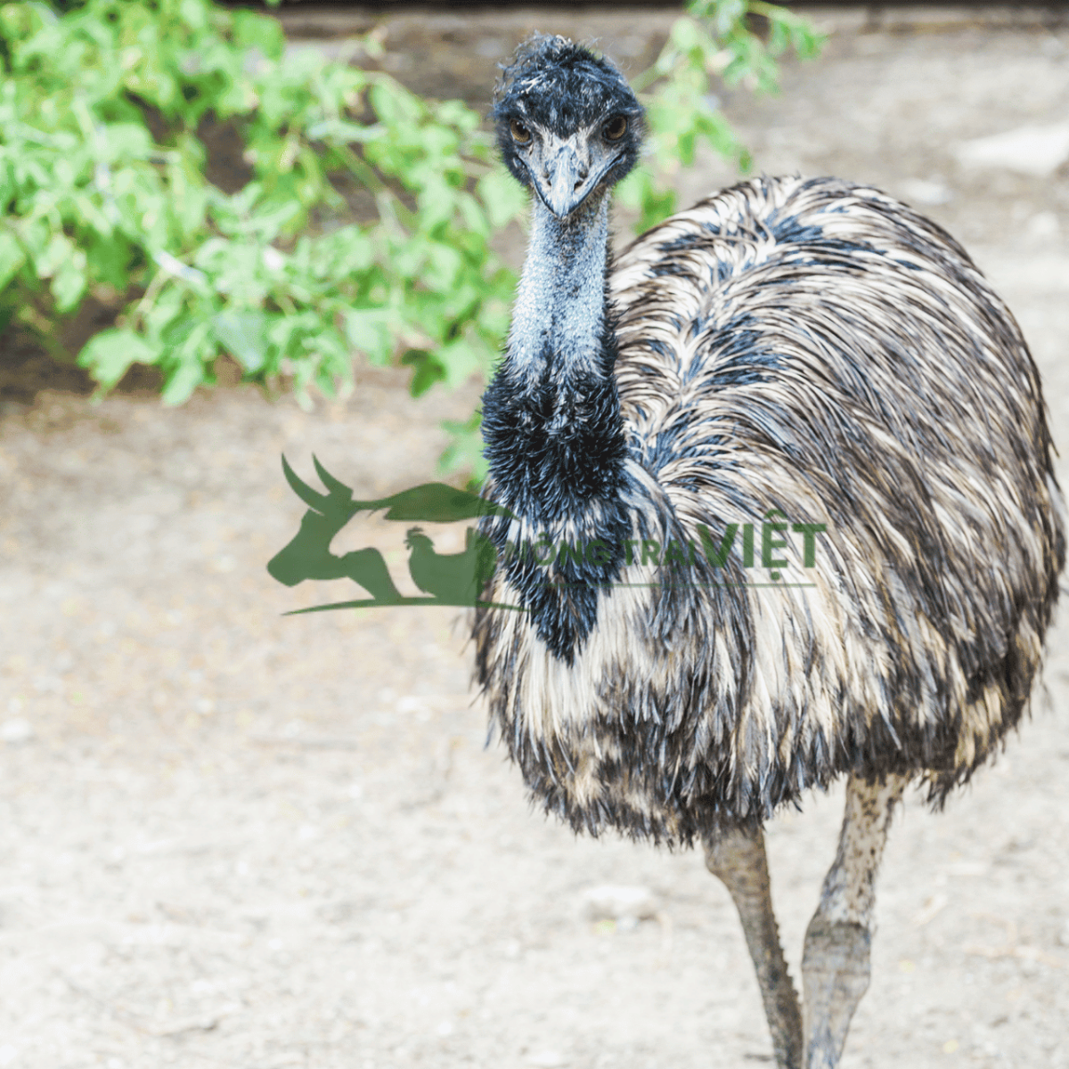 Đàn đà điểu Emu nuôi tại trang trại