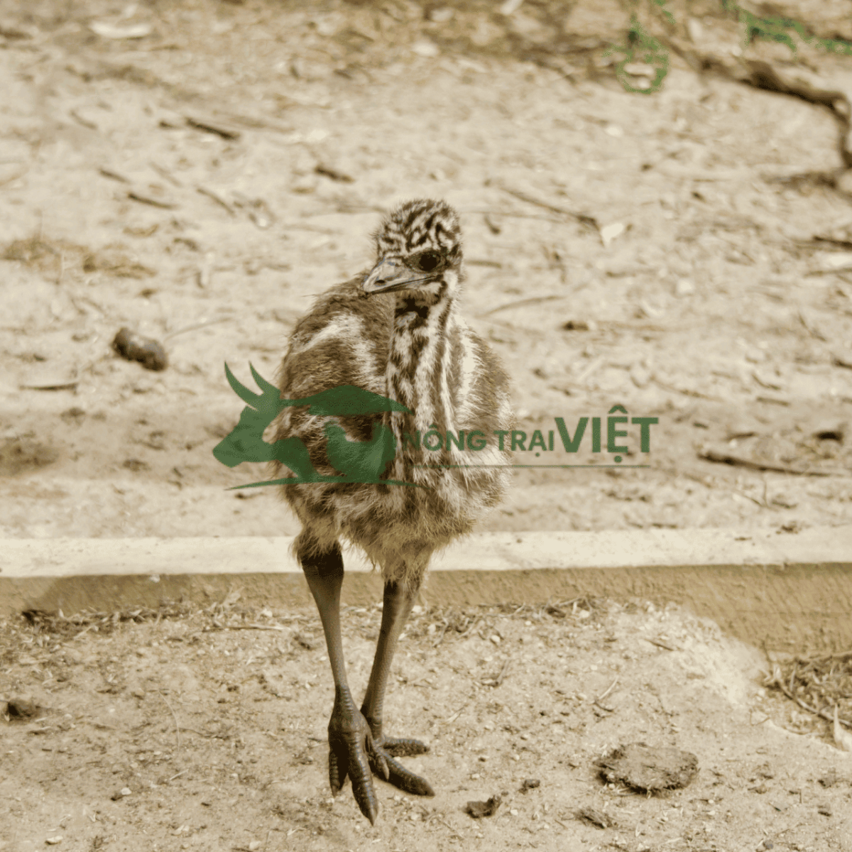 Đà điểu Emu con giống khỏe mạnh