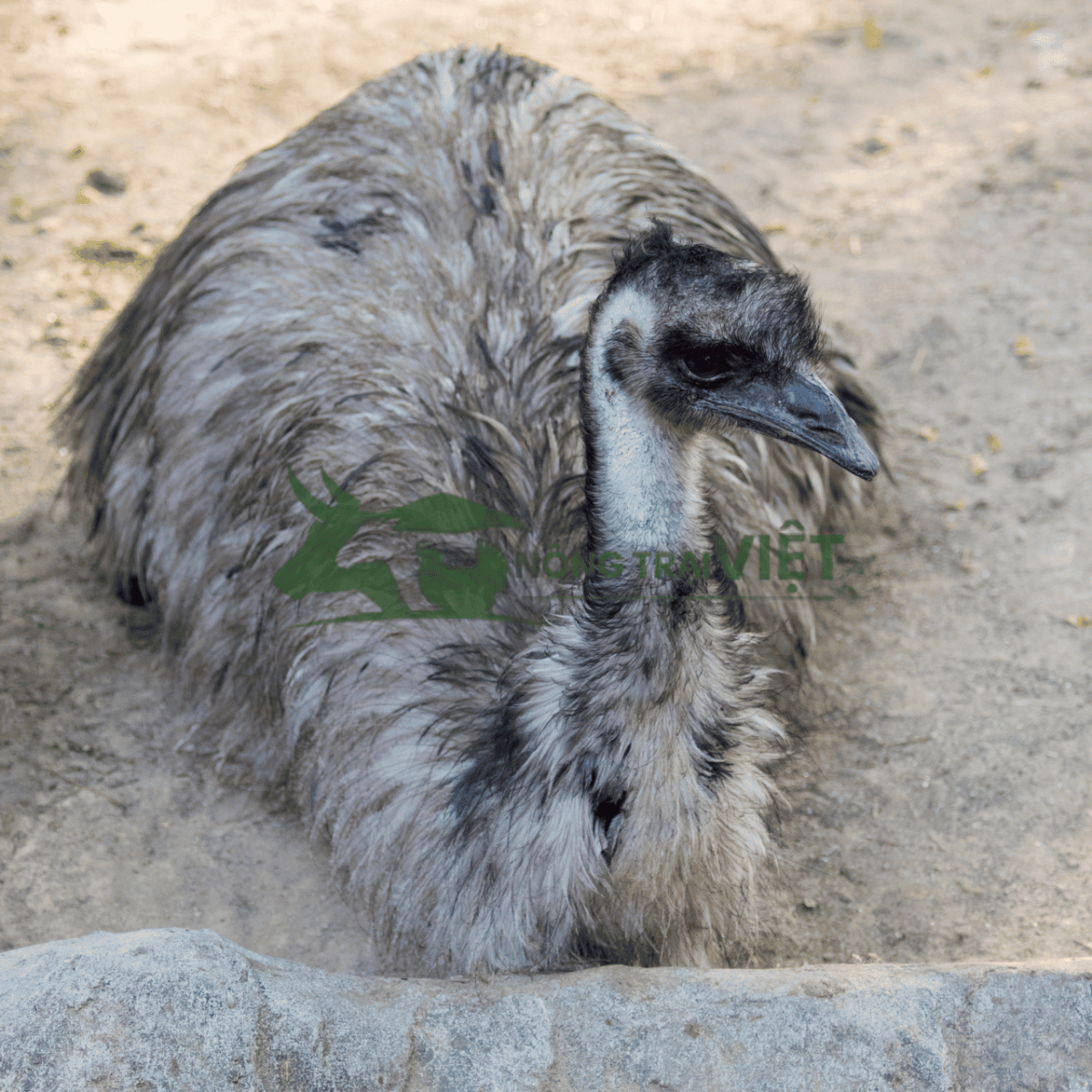 Đà điểu Emu giống tại Nông Trại Việt