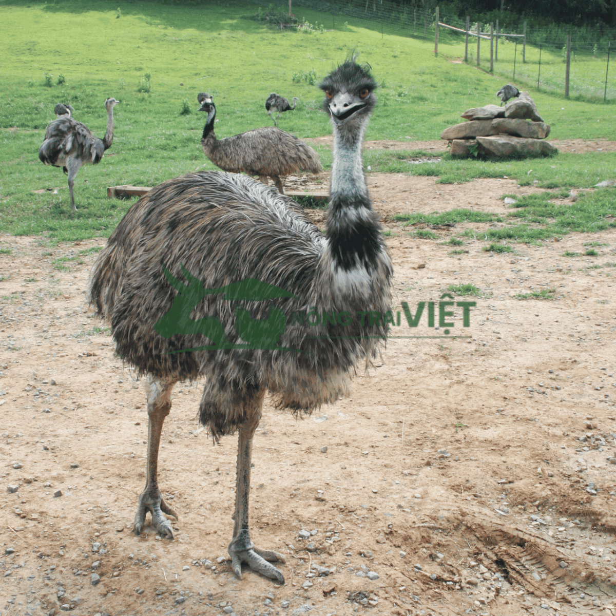 Đặc điểm ngoại hình đà điểu Emu trưởng thành