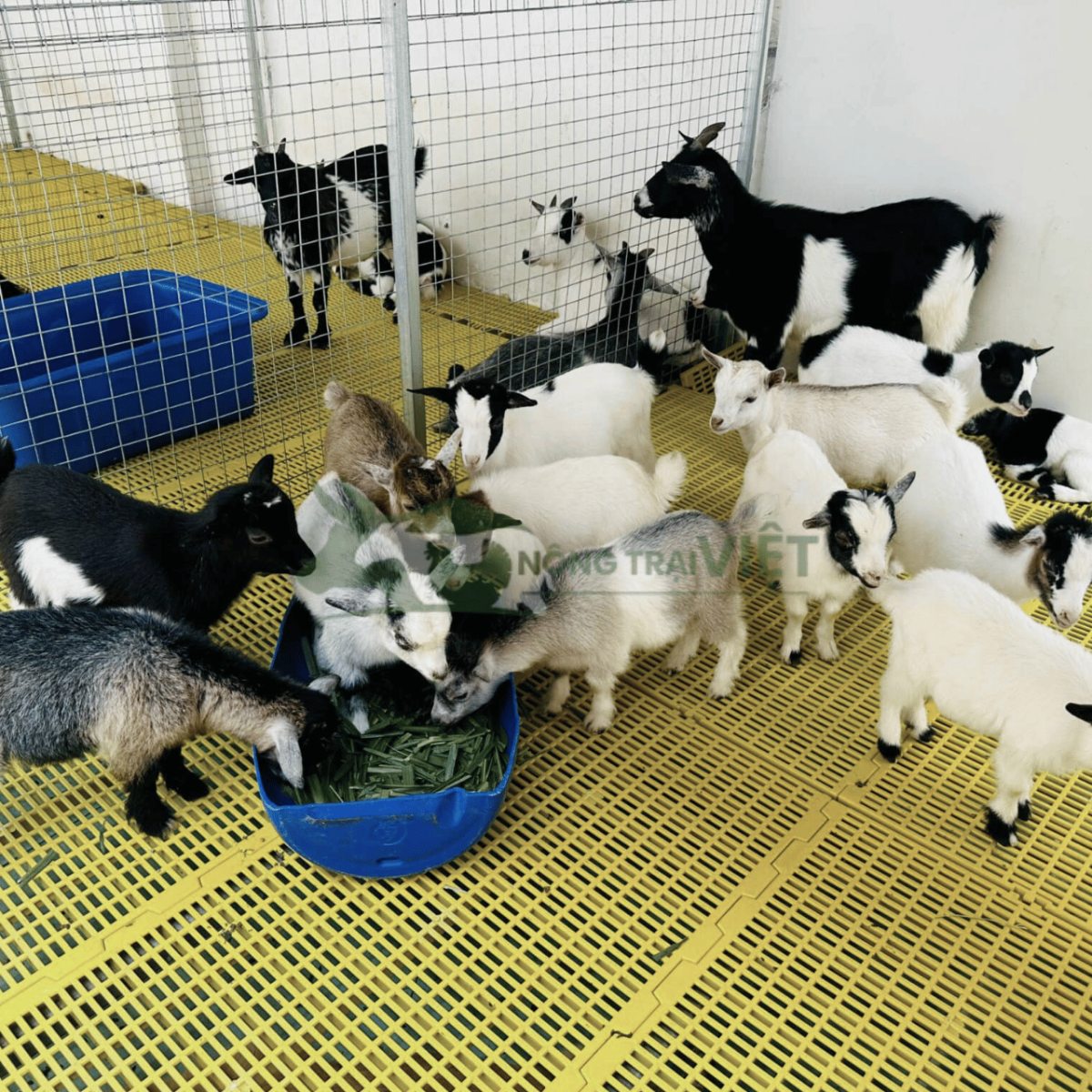Chế độ bảo hành khi mua dê pygmy tại Nông Trại Việt