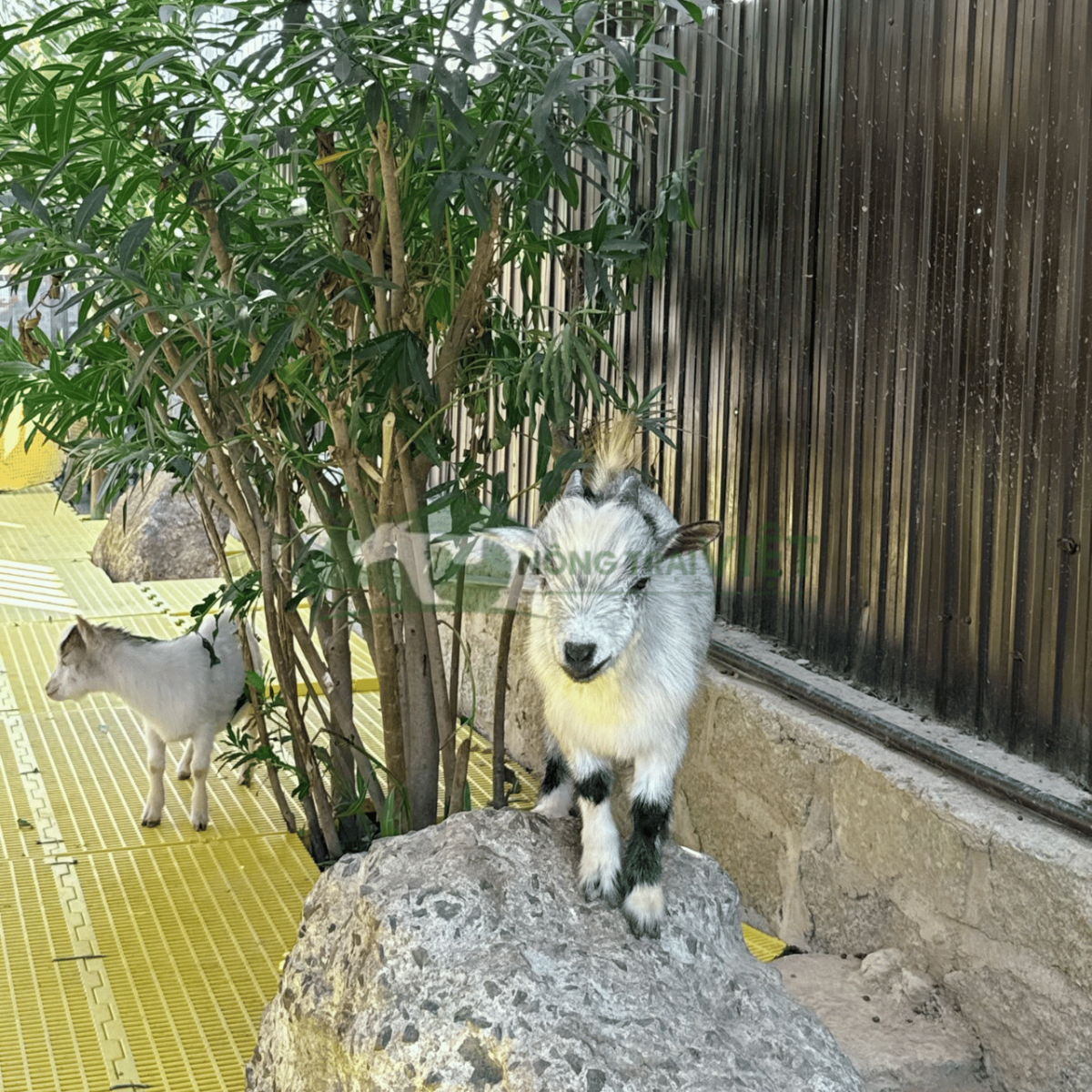 Mô hình nuôi sở thú mini cùng dê Pygmy
