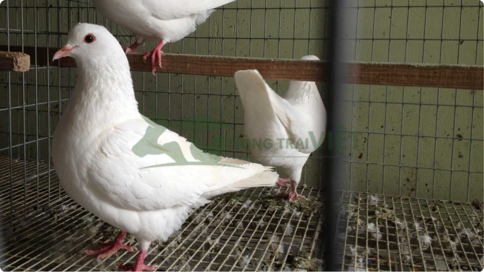Mô hình nuôi bồ câu pháp nhốt chuồng