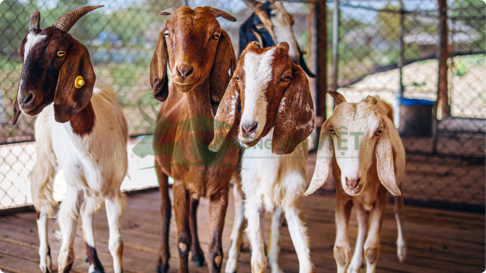 Người mệnh thổ nên nuôi dê