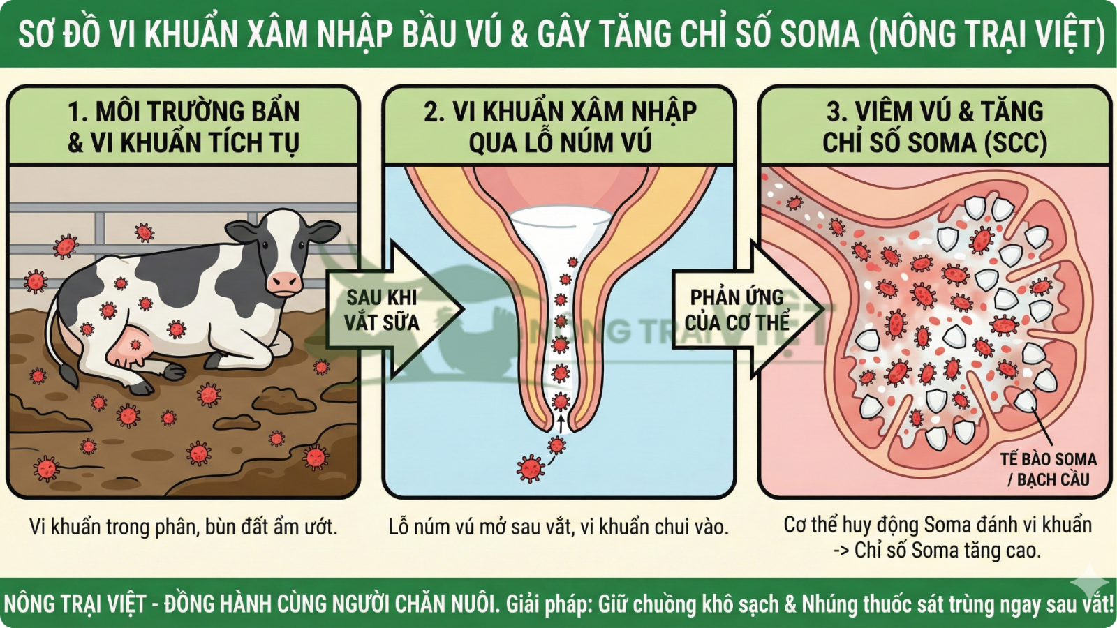 Sơ đồ mô tả vi khuẩn xâm nhập bầu vú bò sữa gây tăng chỉ số soma