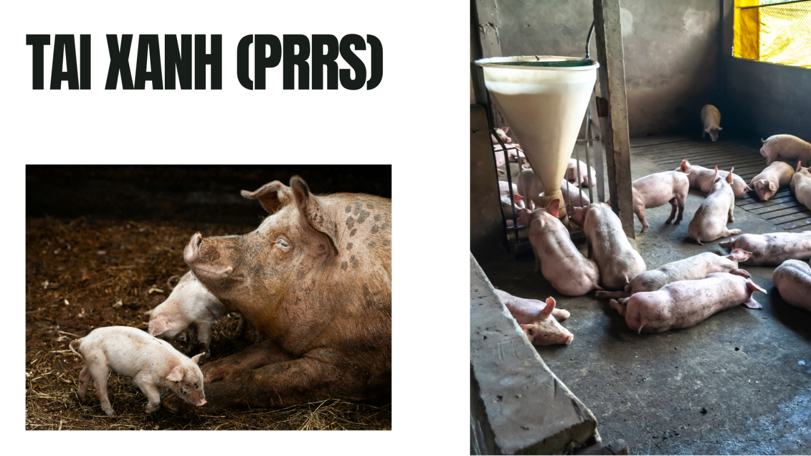 CÁC BỆNH THƯỜNG GẶP TRÊN HEO