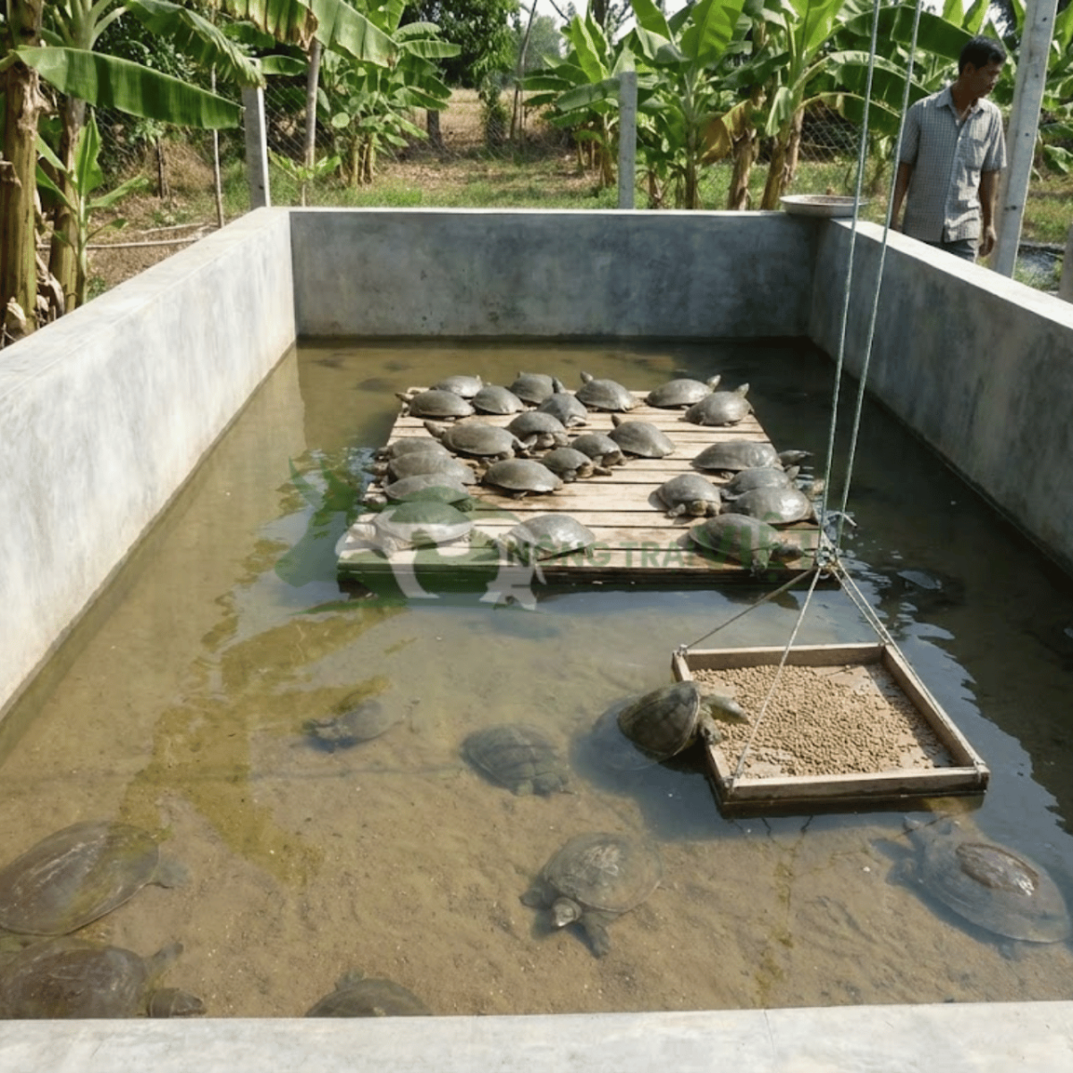 Mô hình bể nuôi ba ba có lớp cát đáy và bè nổi phơi nắng