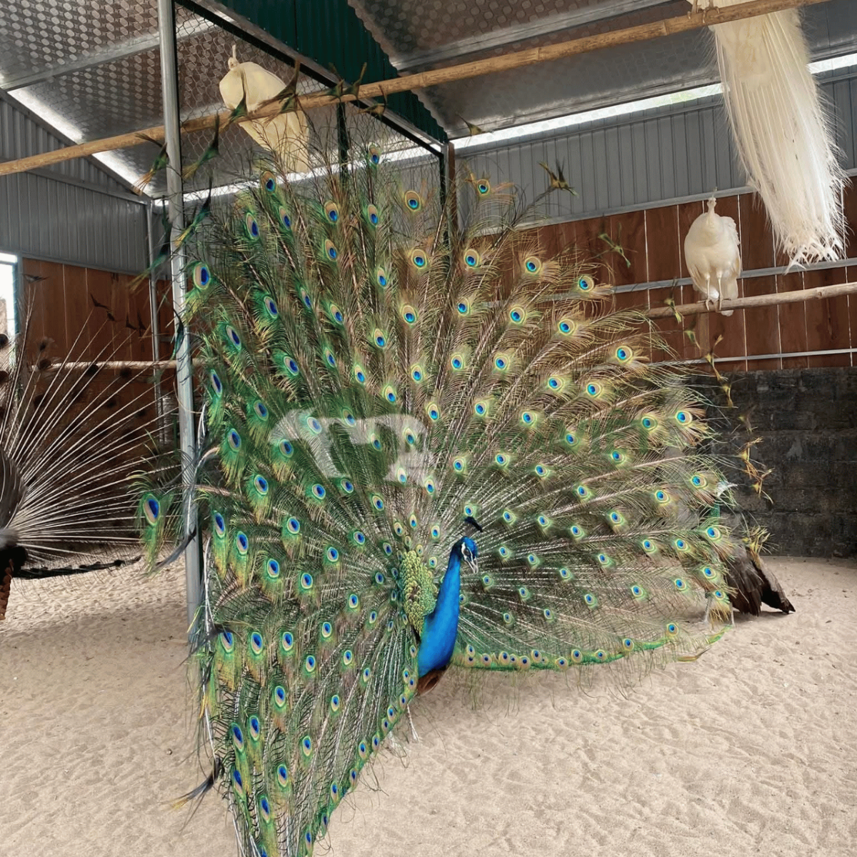 Mô hình chuồng nuôi chim công rải cát vàng sạch sẽ và sào đậu hợp lý