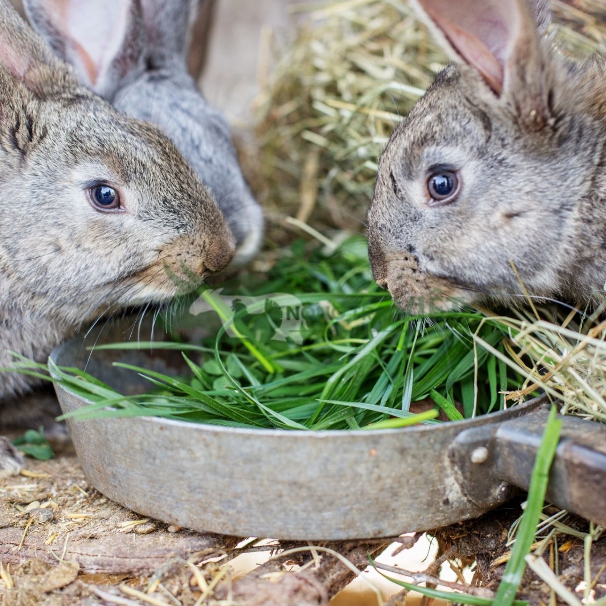 Đàn thỏ giống khỏe mạnh ăn uống tốt không bị bệnh đường ruột