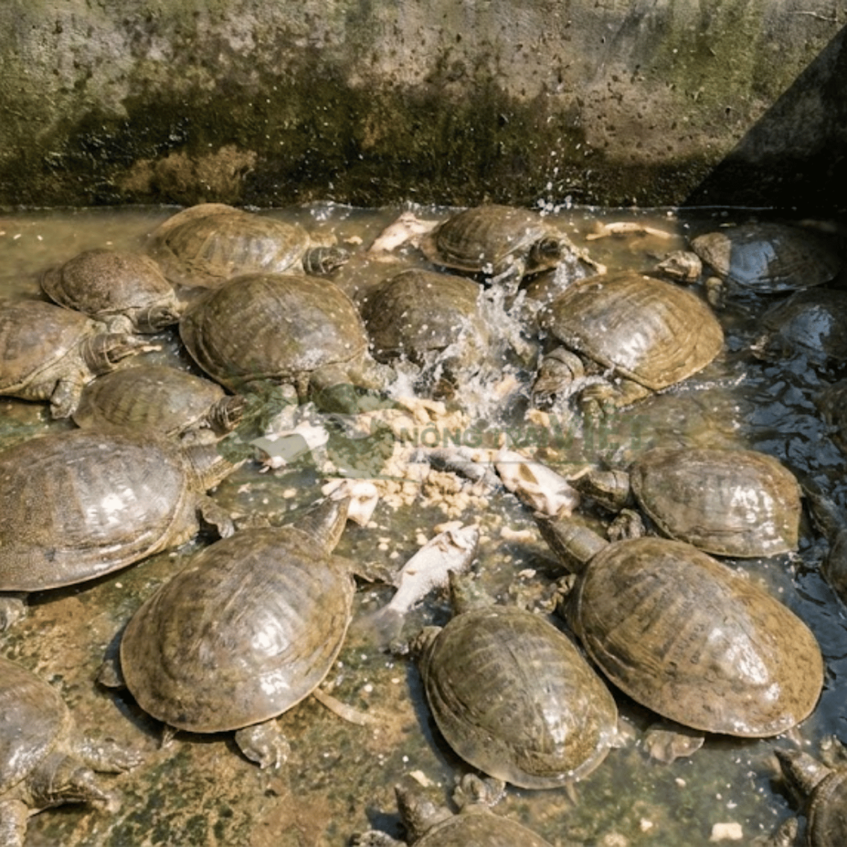 Các loại thức ăn cho ba ba gồm cá xay, ốc băm nhỏ và cám viên