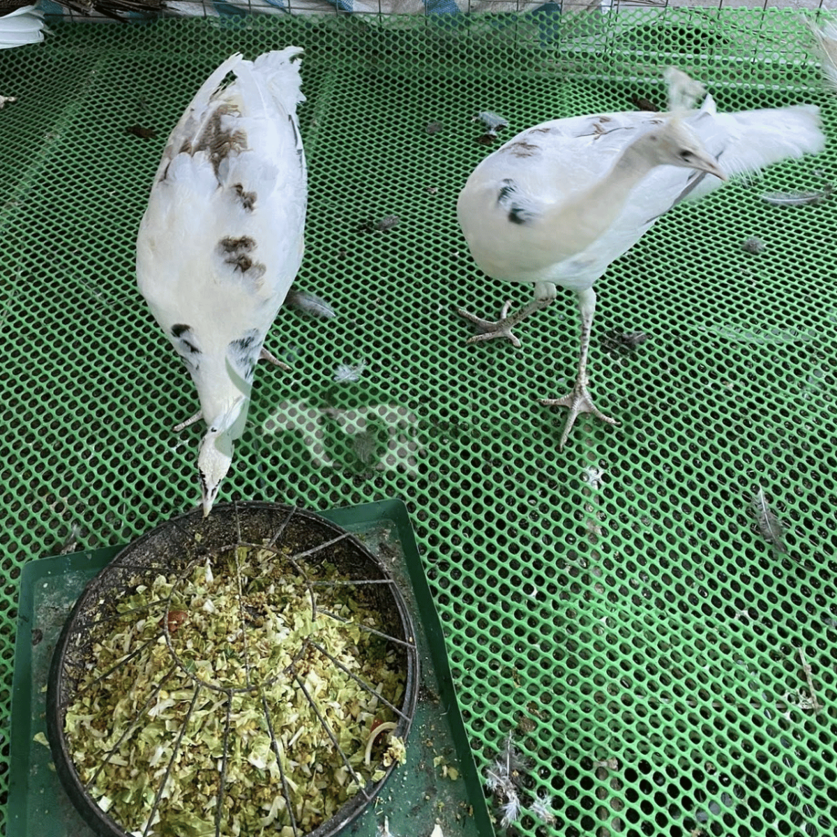 Khay thức ăn cho chim công gồm rau xanh, hạt ngũ cốc và sâu quy