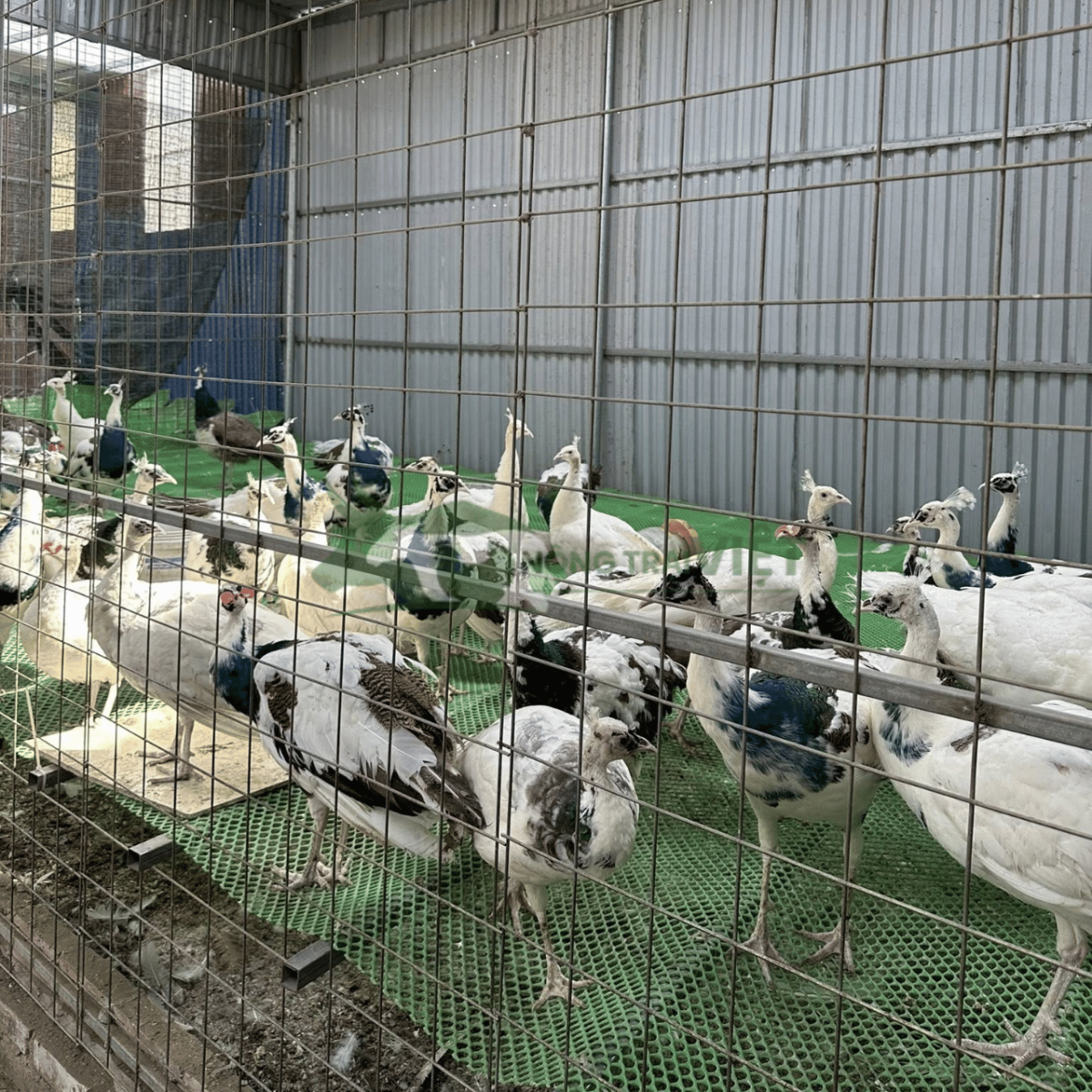 Địa chỉ trại chim công 