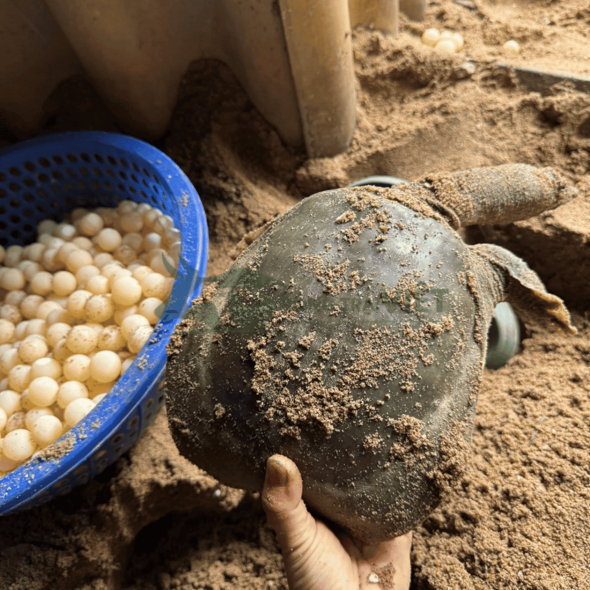 Giá trị dinh dưỡng của ba ba thịt và trứng ba ba