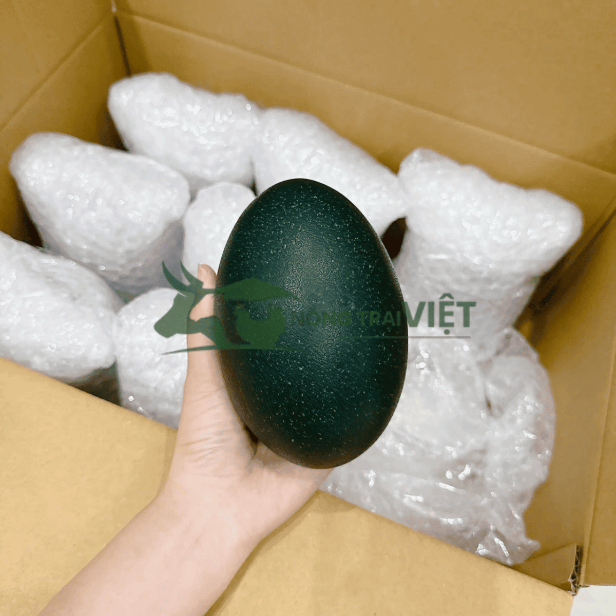Trứng đà điểu Emu màu xanh đậm