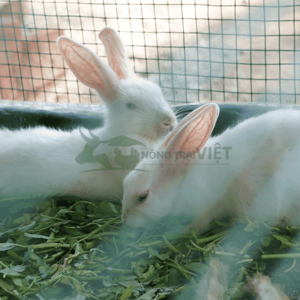 Vệ sinh khay hứng nước tiểu và chất thải của thỏ