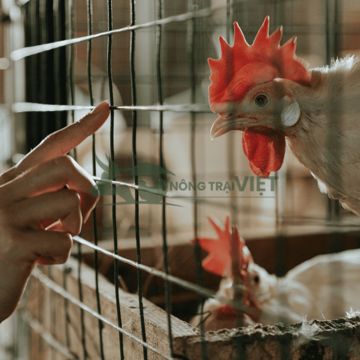 Tháng 8 nên chuẩn bị con giống gì để kịp bán cuối năm