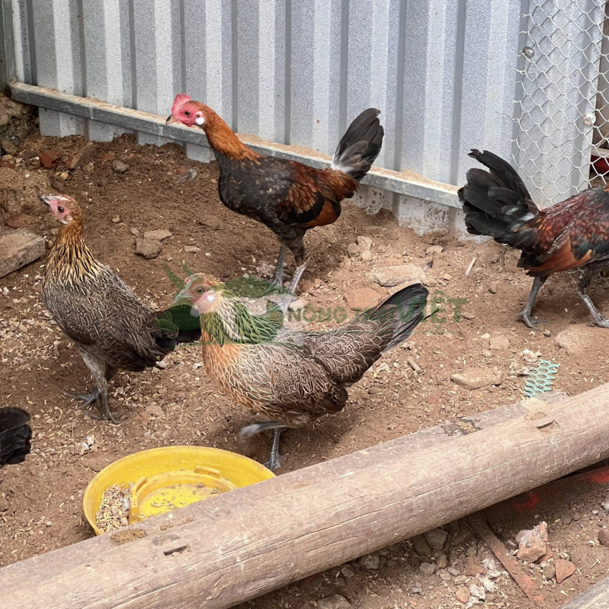 Đàn gà rừng giống khỏe mạnh