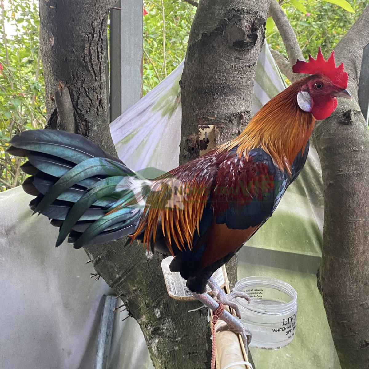 Gà rừng tai trắng trống đẹp