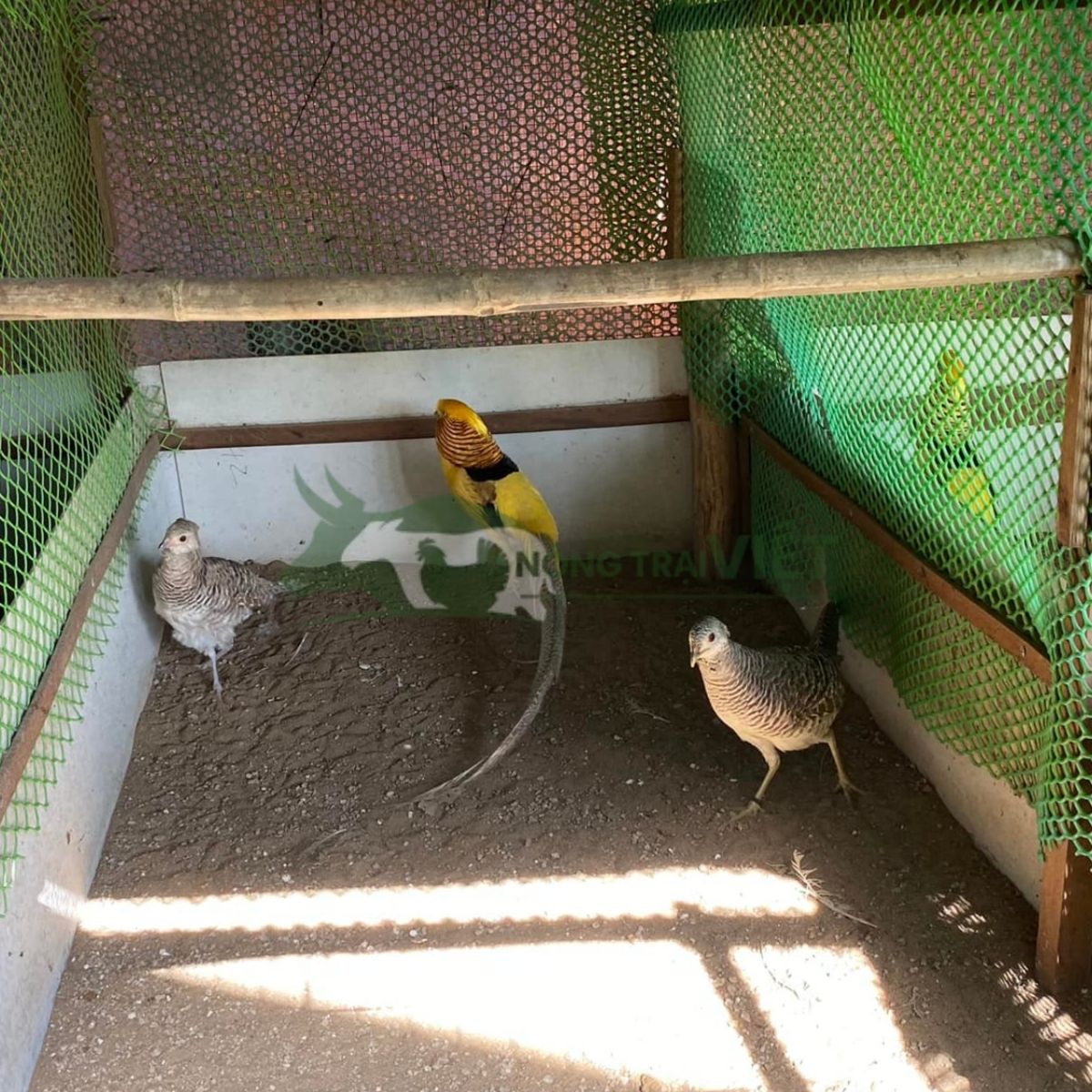 Cặp chim trĩ 7 màu vàng trống mái khỏe mạnh