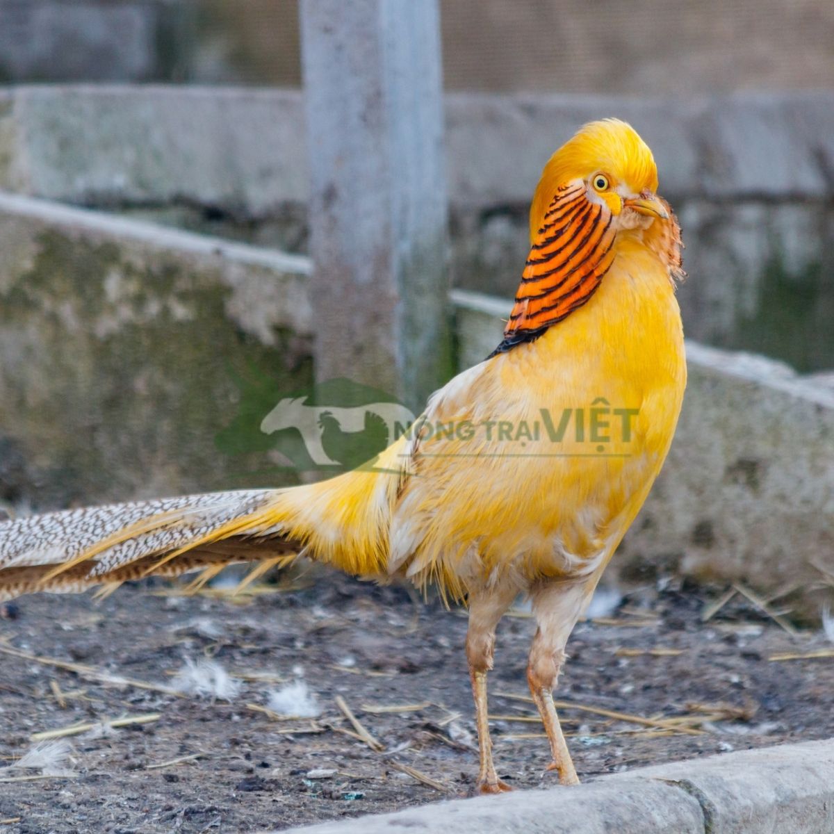 Chim trĩ 7 màu vàng trống bộ lông vàng óng rực rỡ