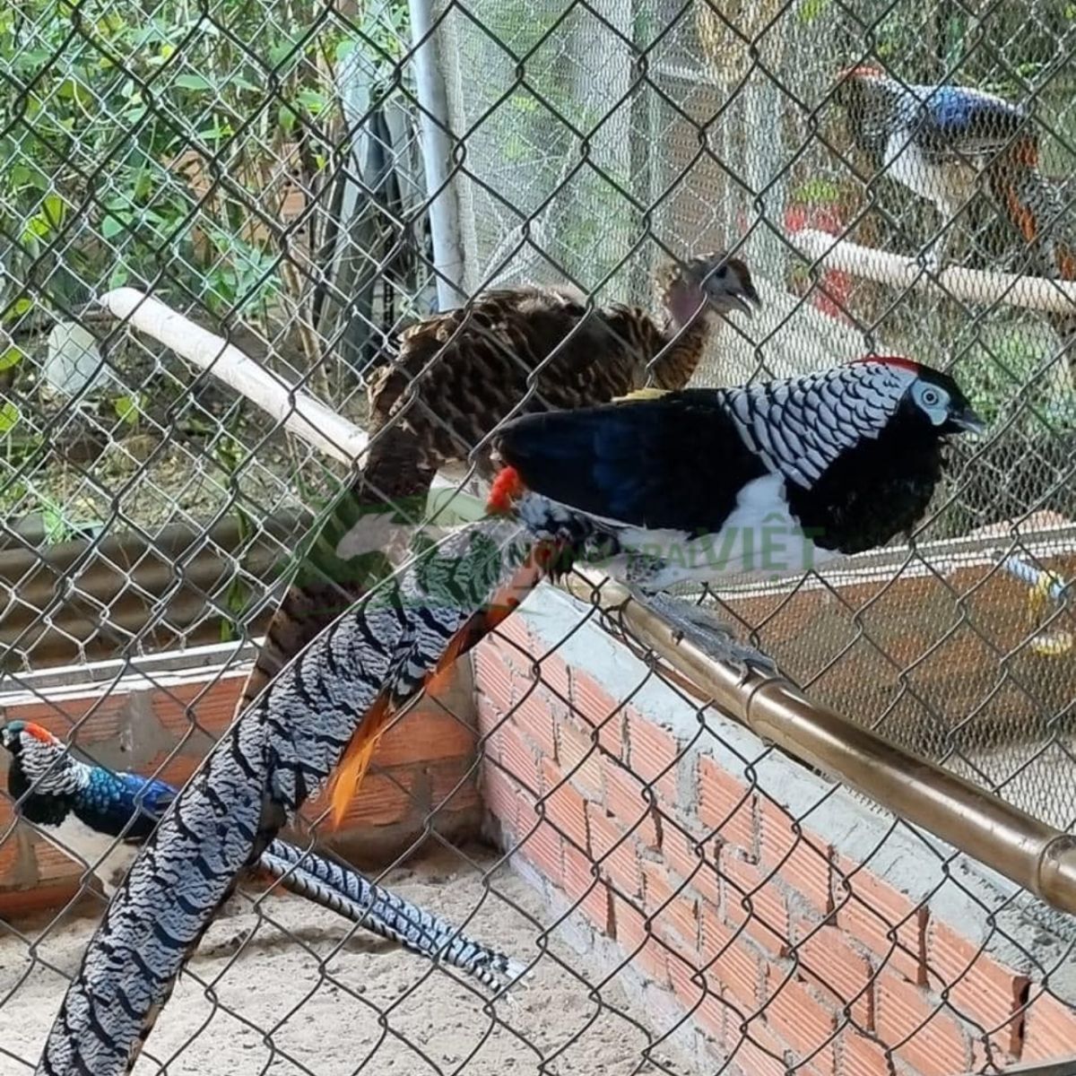 Cặp chim trĩ 7 màu xanh trống mái đang trong mùa sinh sản