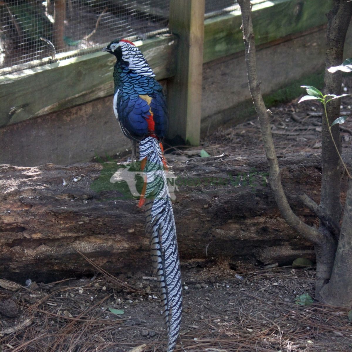 Chim trĩ 7 màu xanh trống trưởng thành đẹp rực rỡ