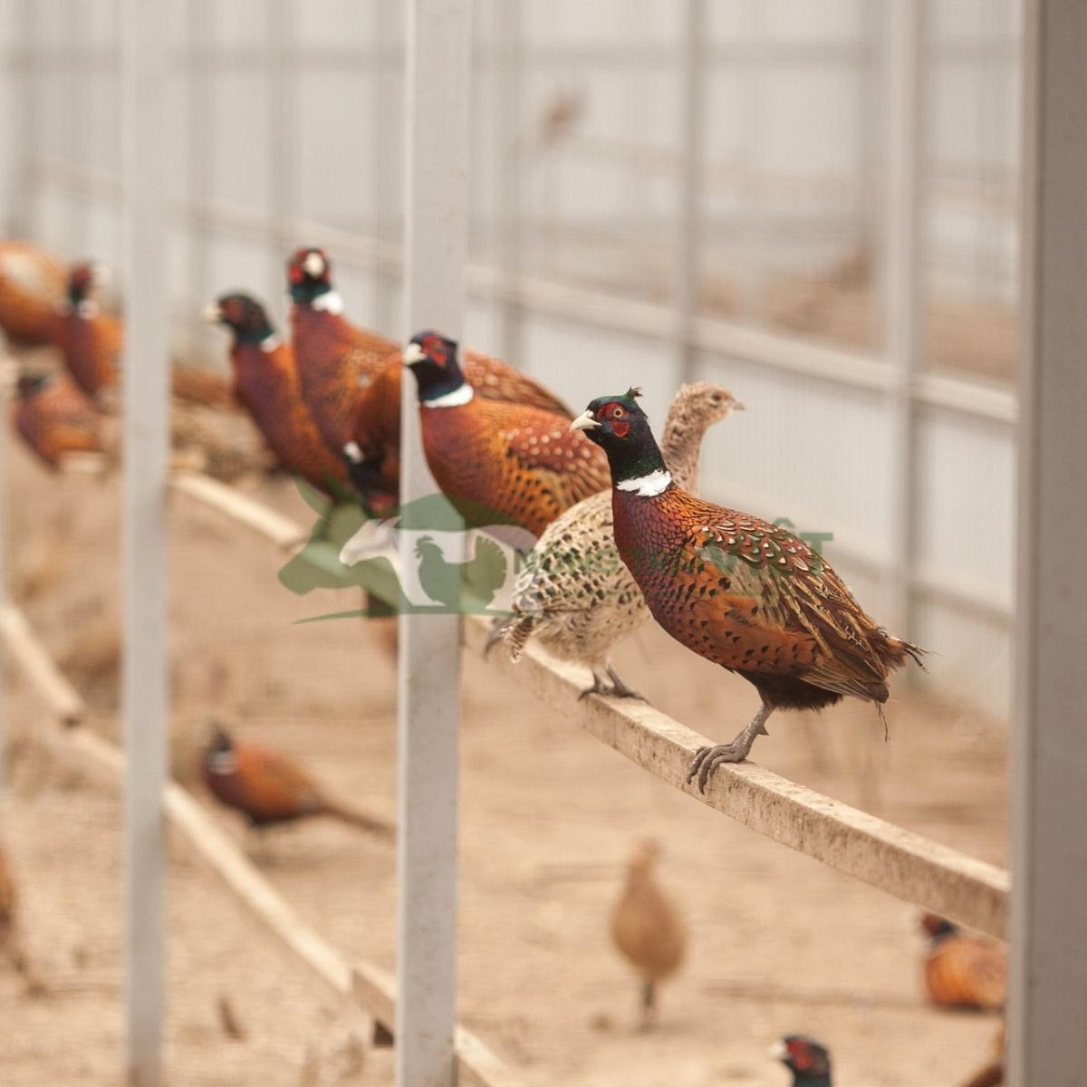 Đàn chim trĩ đỏ bố mẹ thuần chủng đang trong mùa sinh sản tại Nông Trại Việt