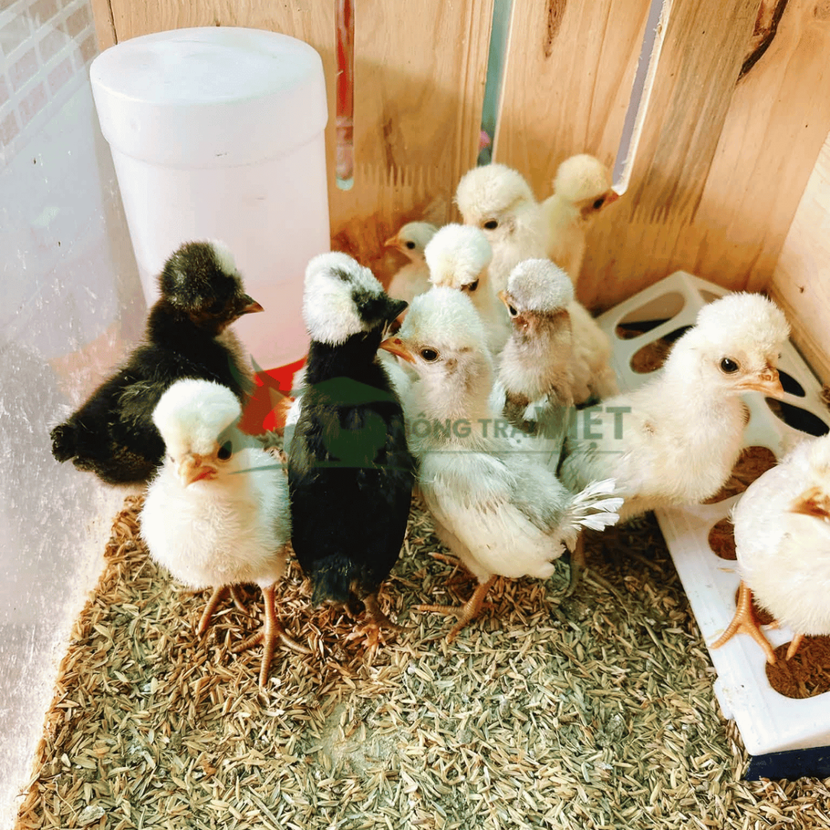 Gà Balan con giống khỏe mạnh đồng đều