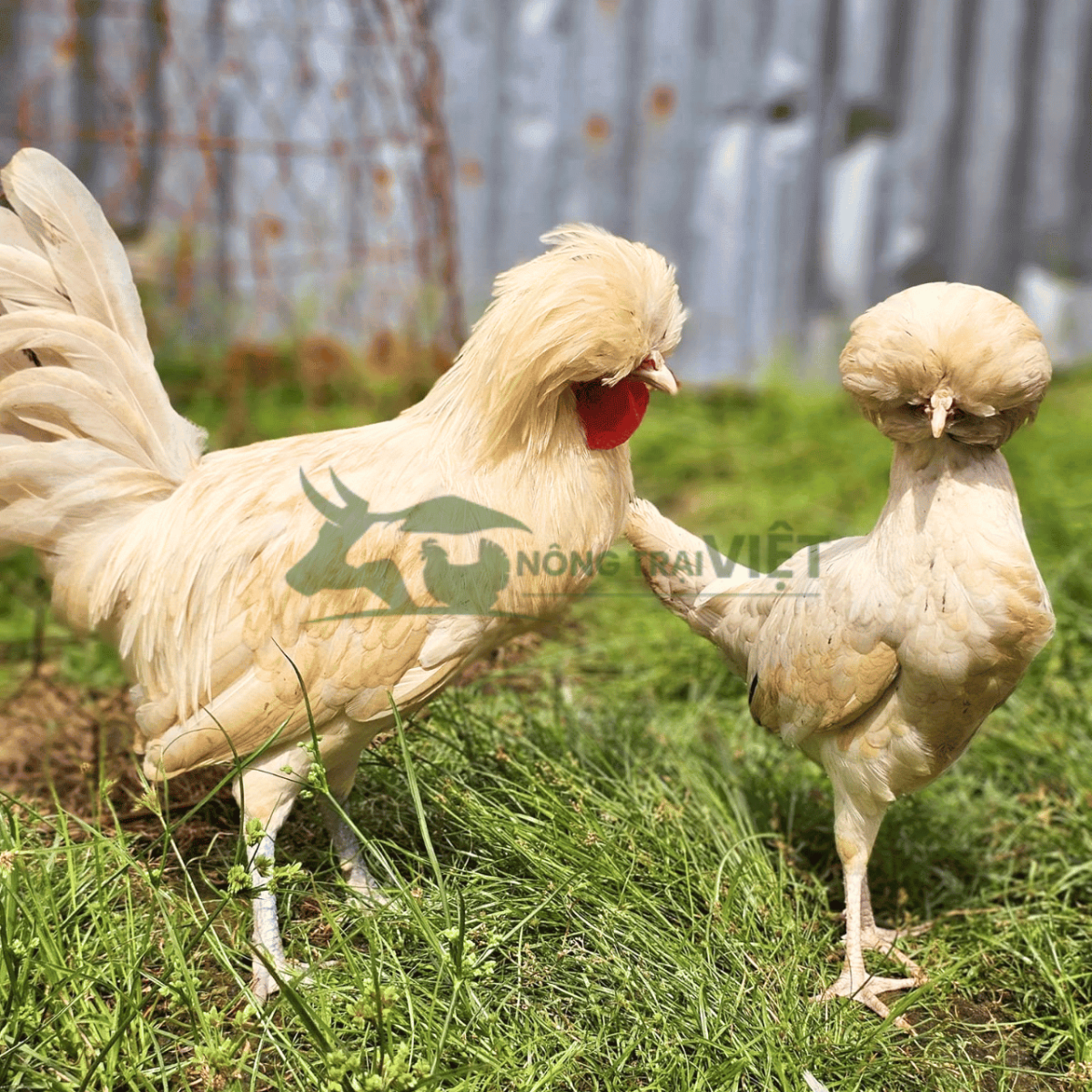 Gà Balan giống tại Nông Trại Việt