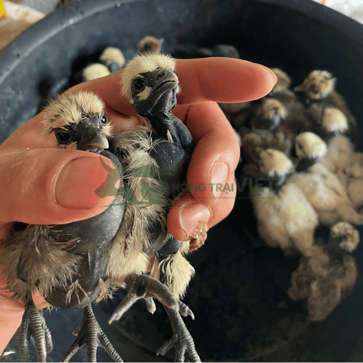Gà cổ trọc con giống khỏe mạnh đồng đều