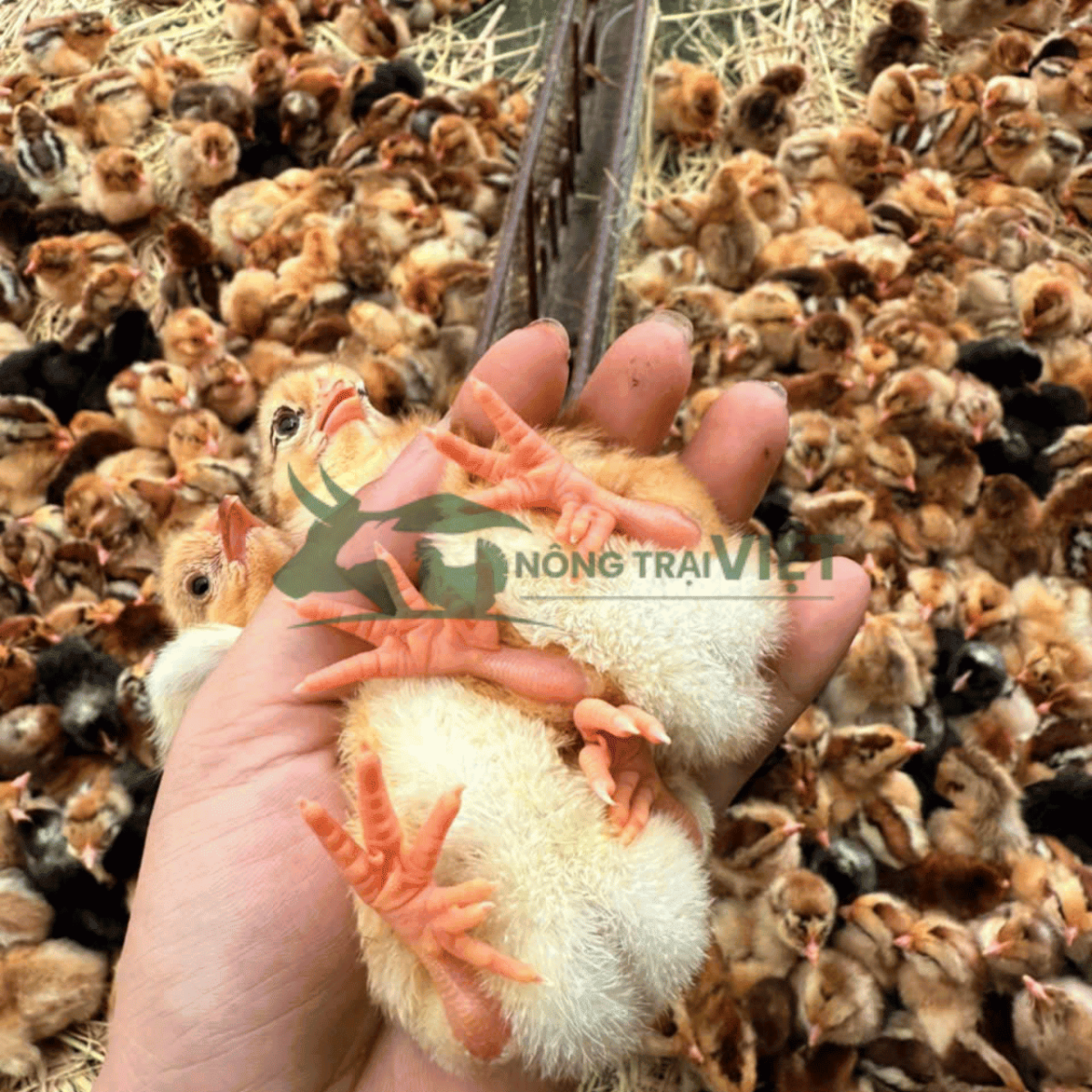 Gà Ri Hoa Mơ Tiên Yên con giống khỏe mạnh nhiều màu lông