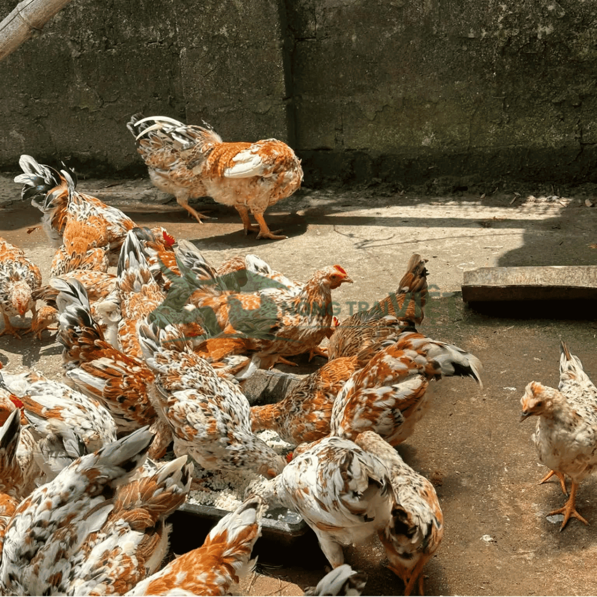 Gà Ri Hoa Mơ Tiên Yên giống nhiều màu lông tại Nông Trại Việt