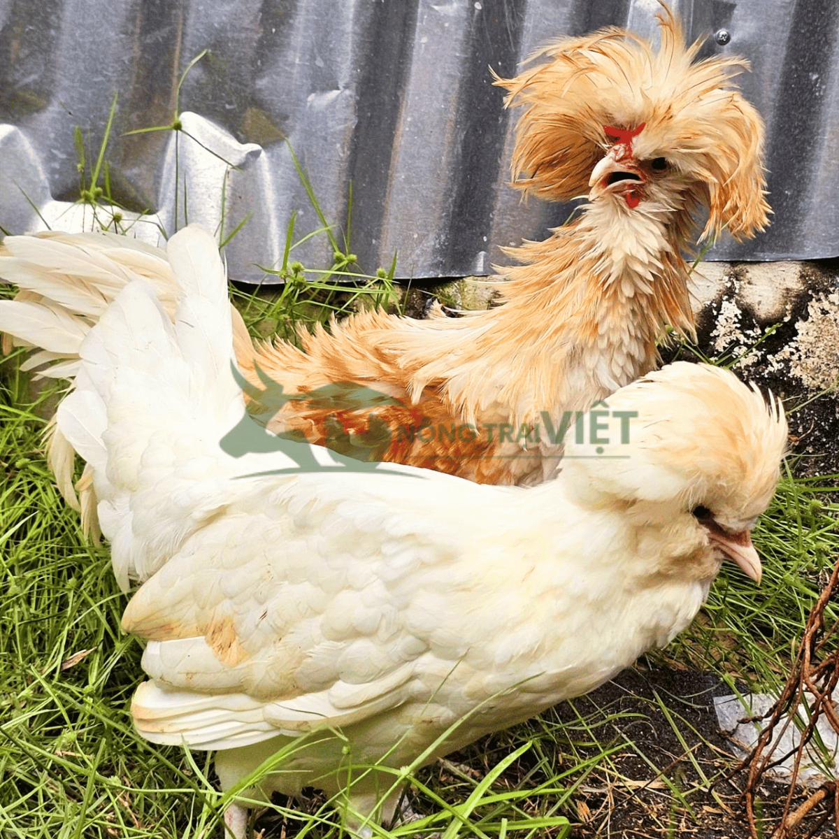Gà trống Balan mũ lông đẹp