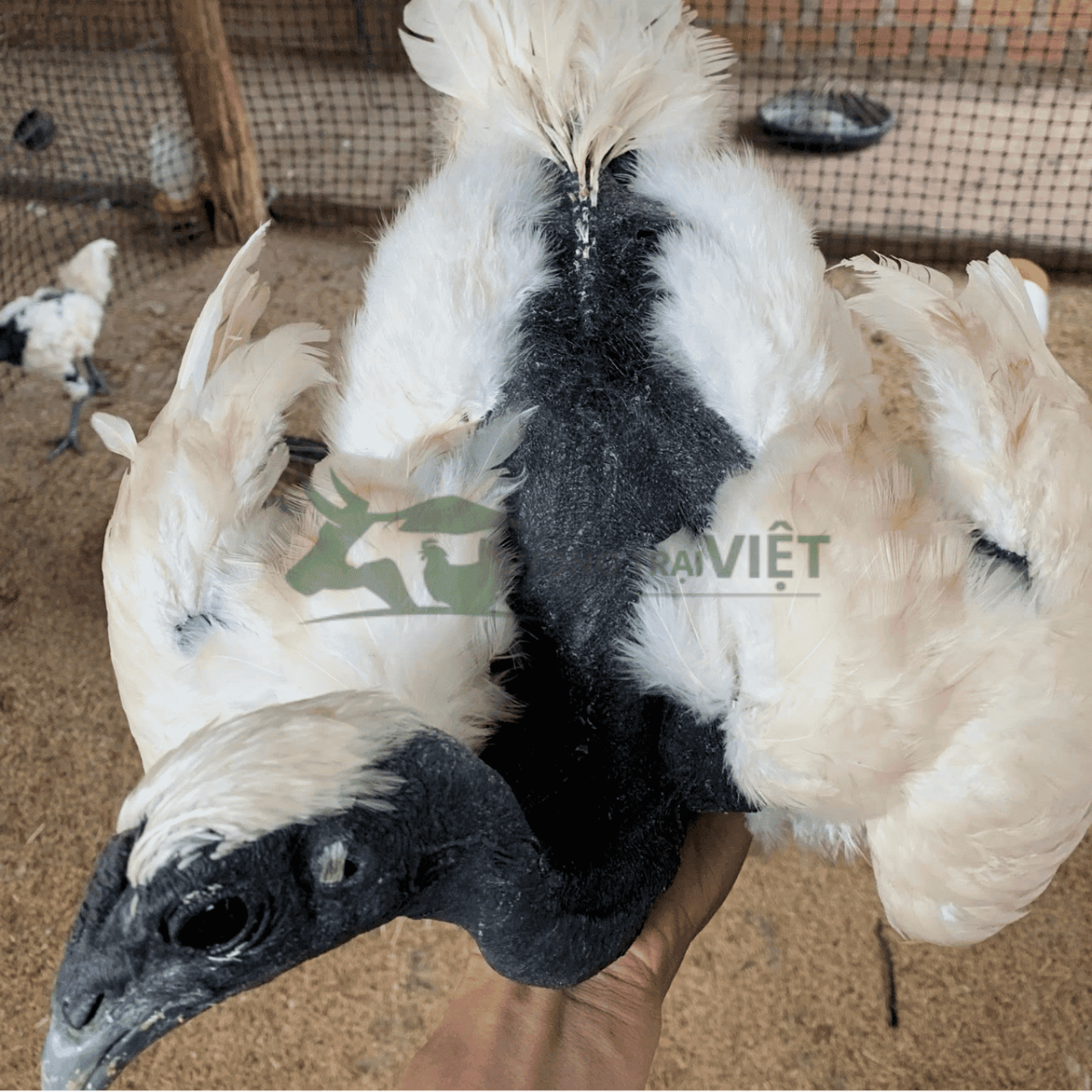 Gà trống cổ trọc giống khỏe mạnh