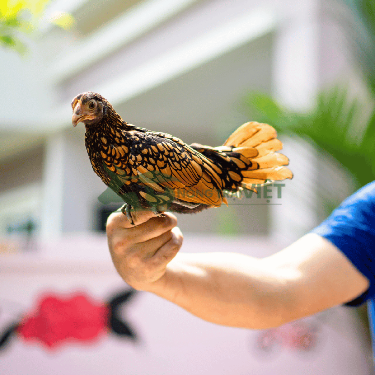 Gà vảy cá giống tại Nông Trại Việt