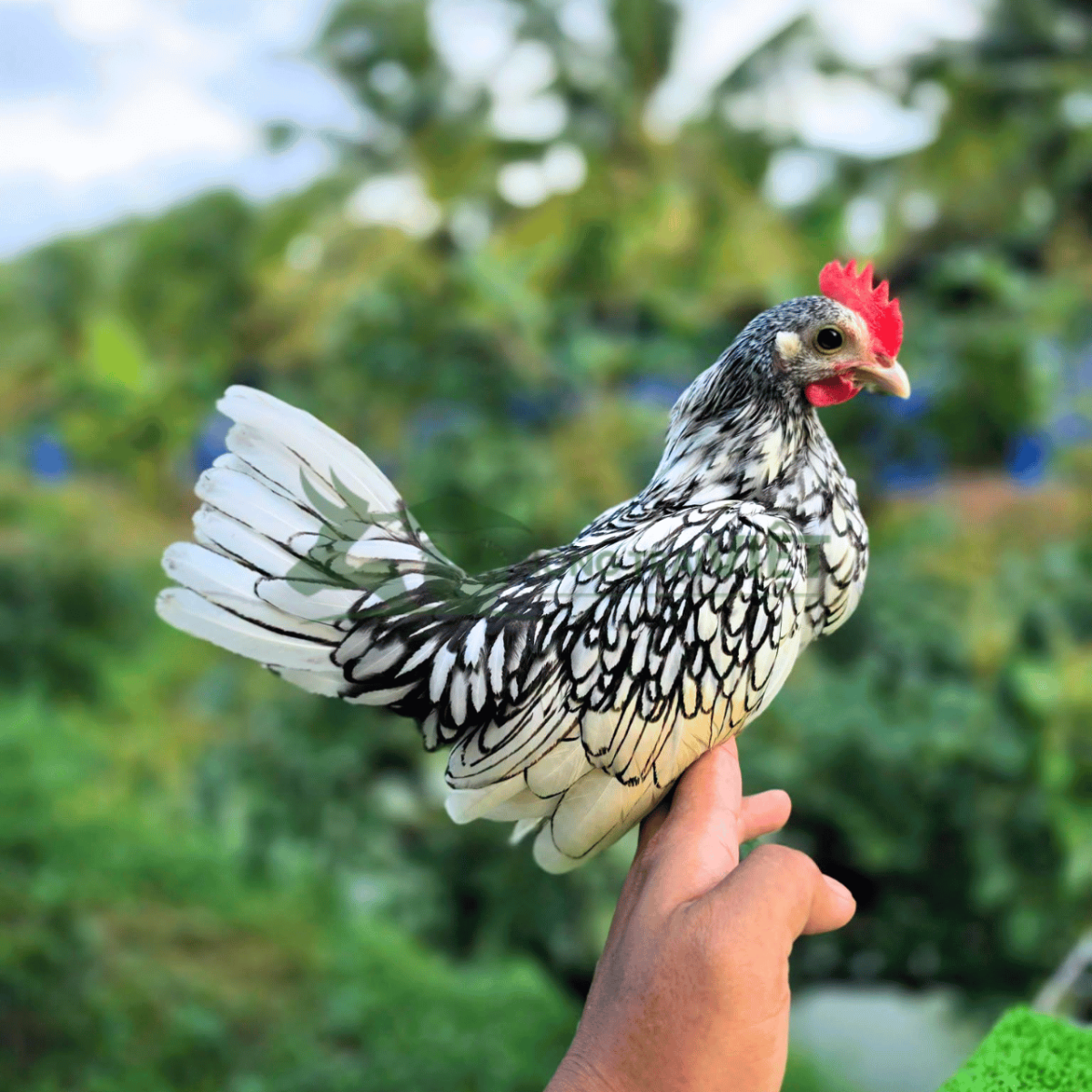 Gà vảy cá vảy bạc giống tại Nông Trại Việt