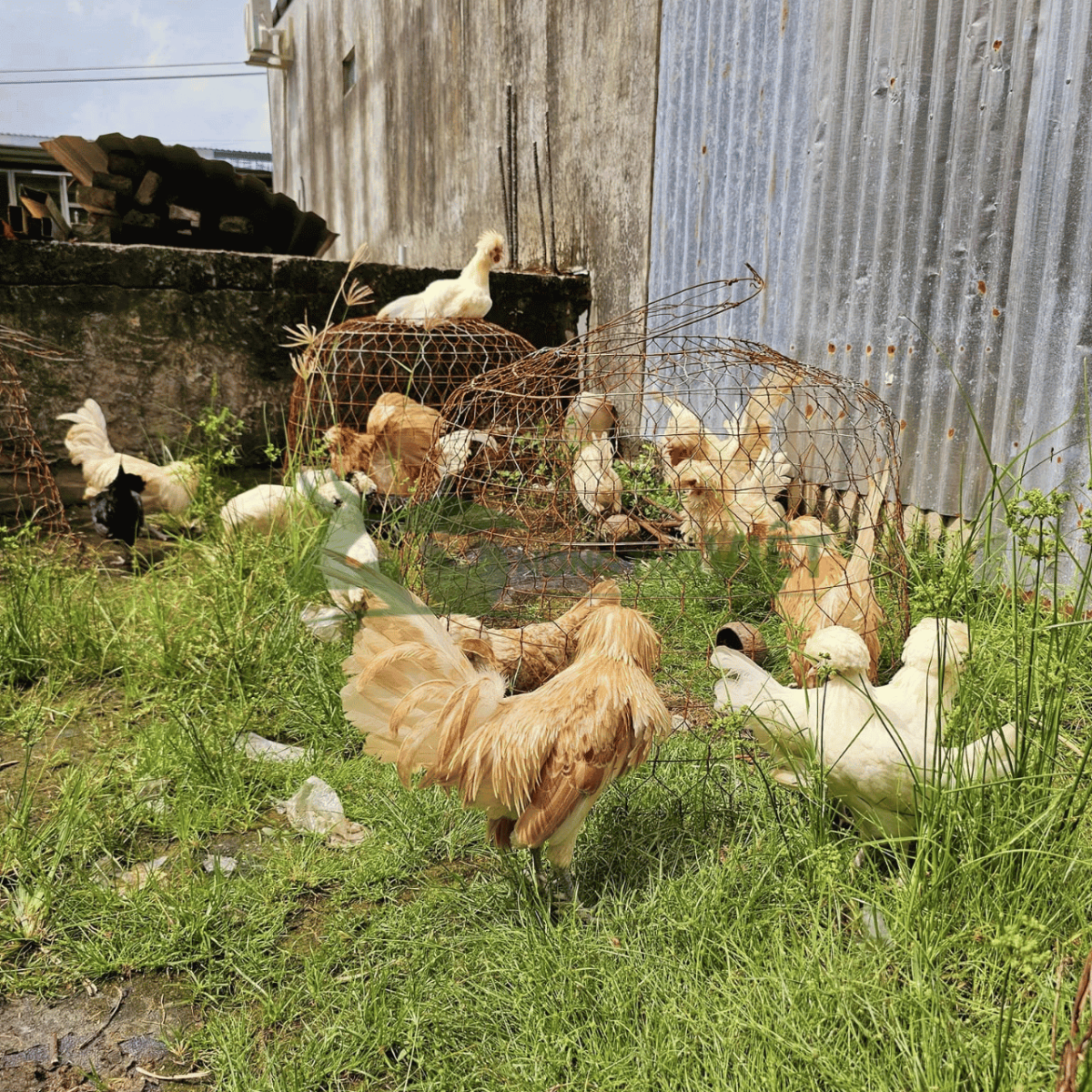 Khách hàng nuôi gà Balan trong sân vườn