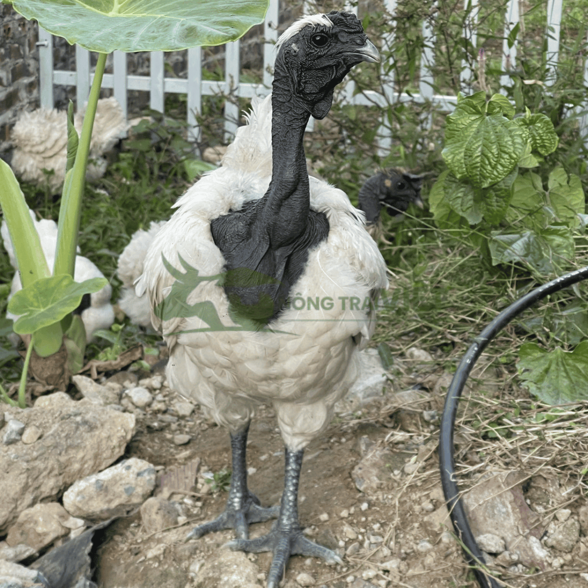 Khách hàng nuôi gà cổ trọc thả vườn