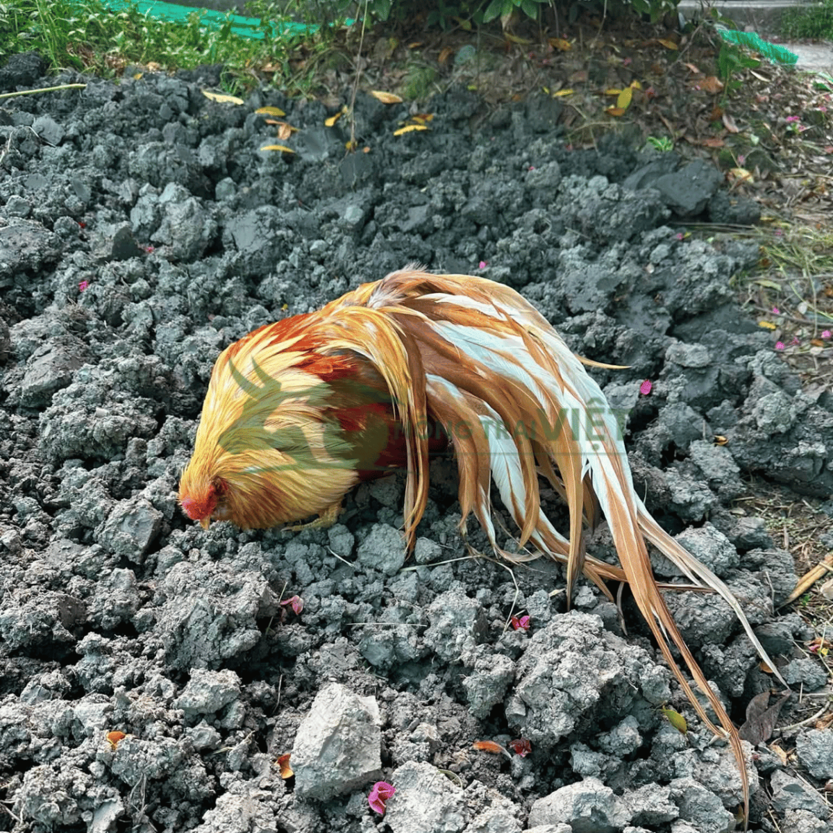 Khách hàng nuôi gà Tân Châu đuôi dài sân vườn