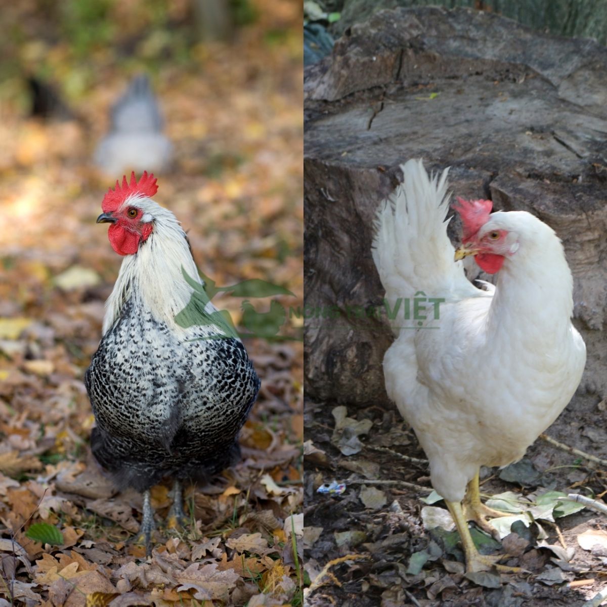 So sánh ngoại hình gà ai cập vằn và gà ai cập trắng siêu trứng