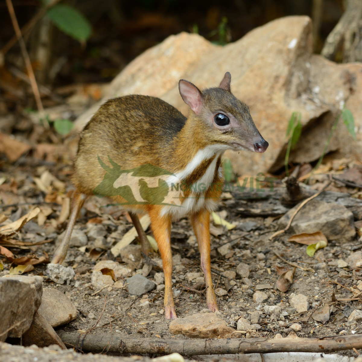 Cheo cheo giống đẹp