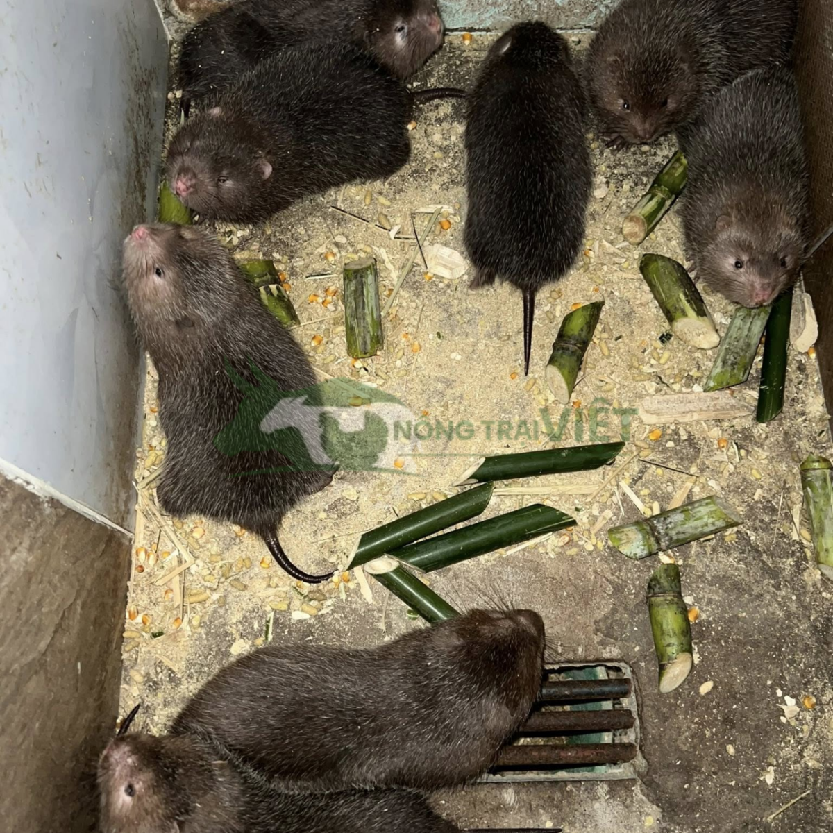 Dúi mẹ nuôi con khỏe mạnh