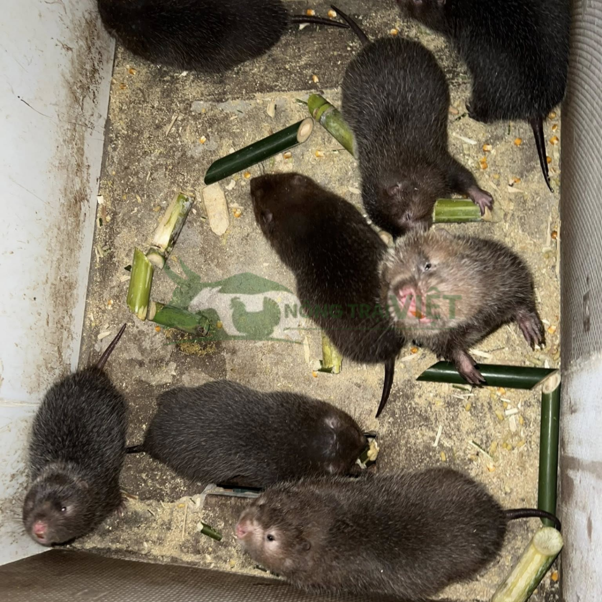 Cặp dúi mốc đại giống đẹp