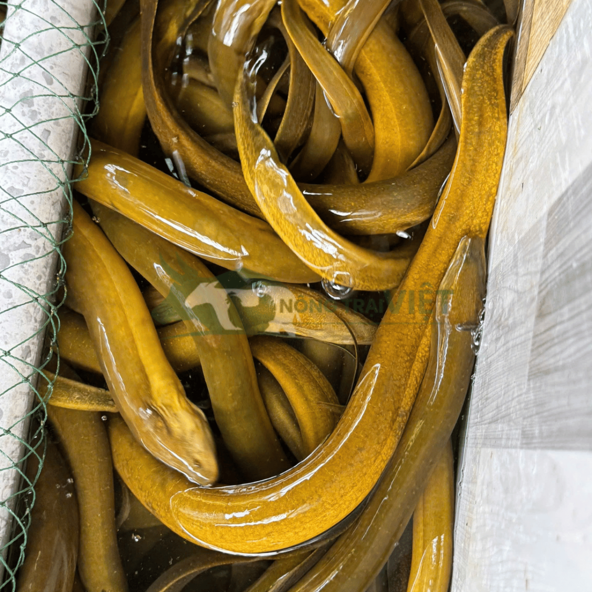 Cách chọn lươn tươi ngon tại Nông Trại Việt