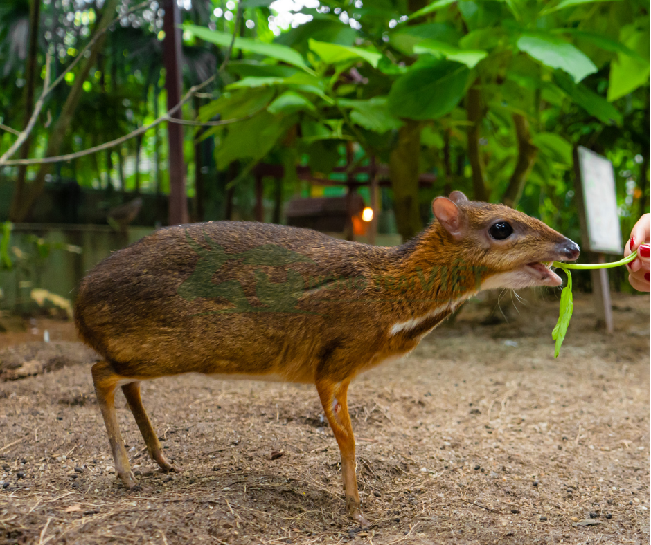 Thức ăn cho cheo cheo