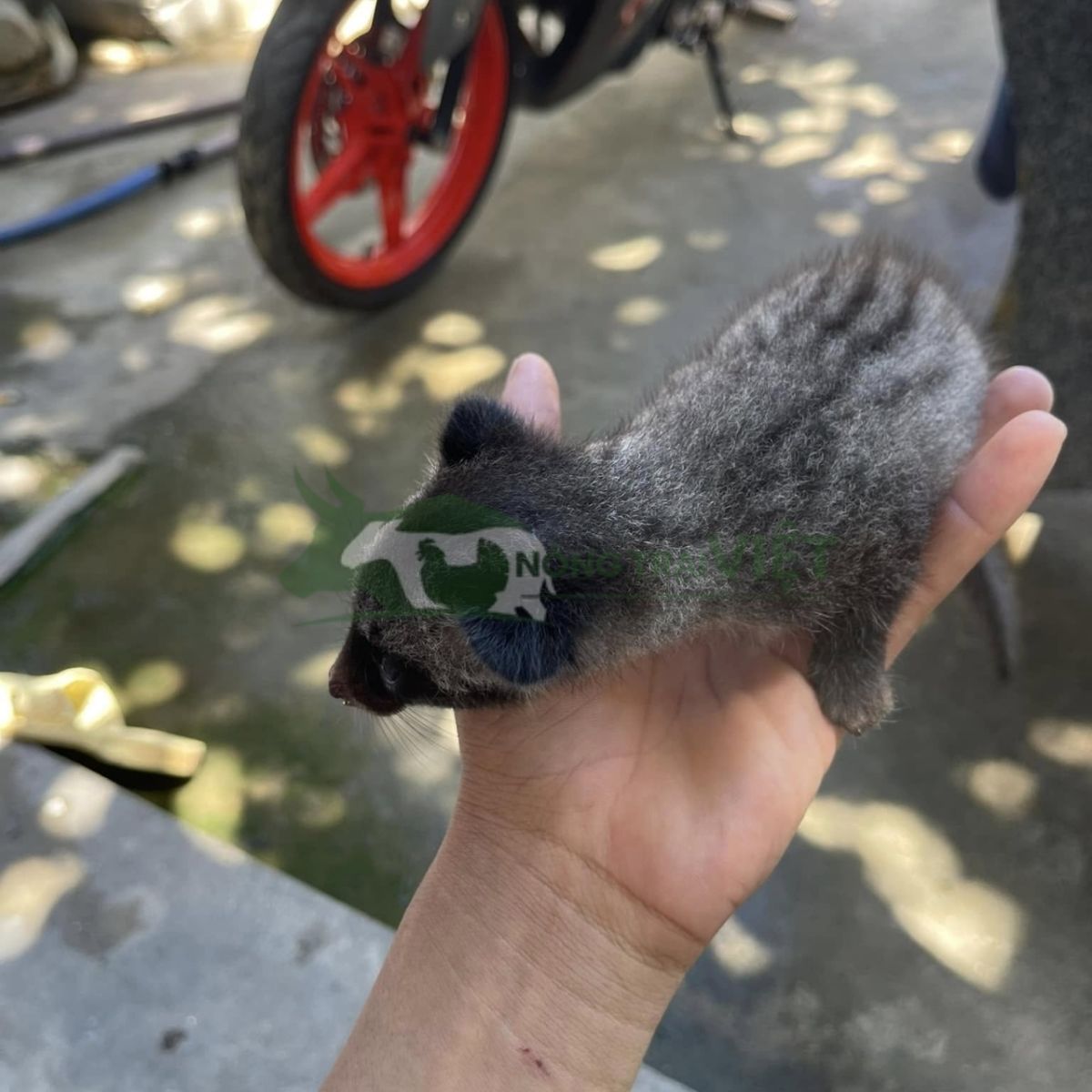 Chồn hương baby giống F1 dạn người dễ chăm sóc