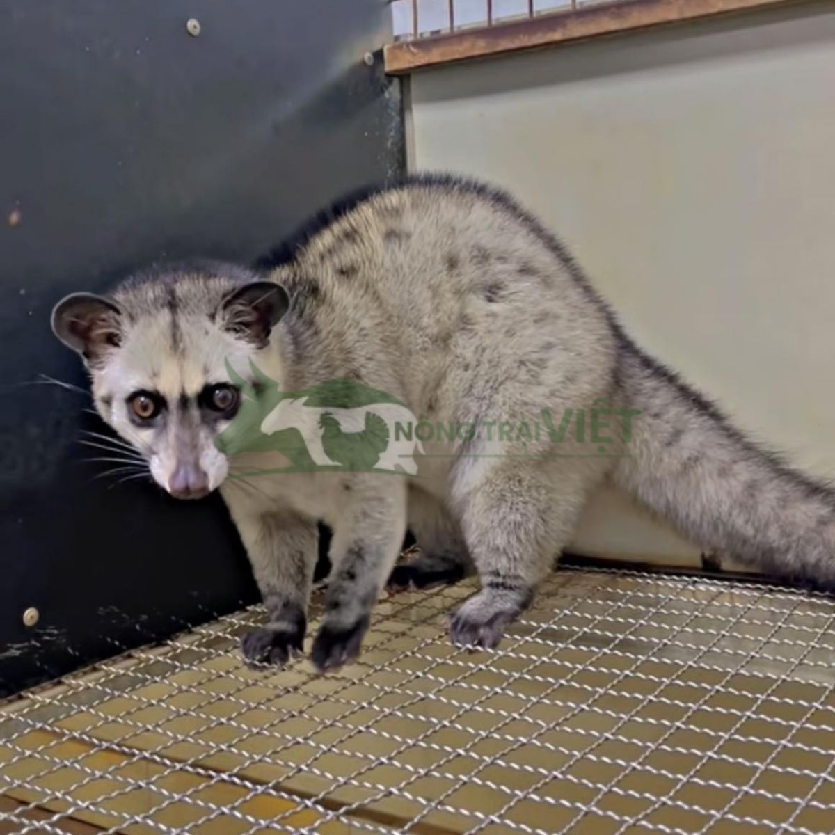 Hình ảnh chồn hương F1 thuần chủng khỏe mạnh được nuôi tại trại