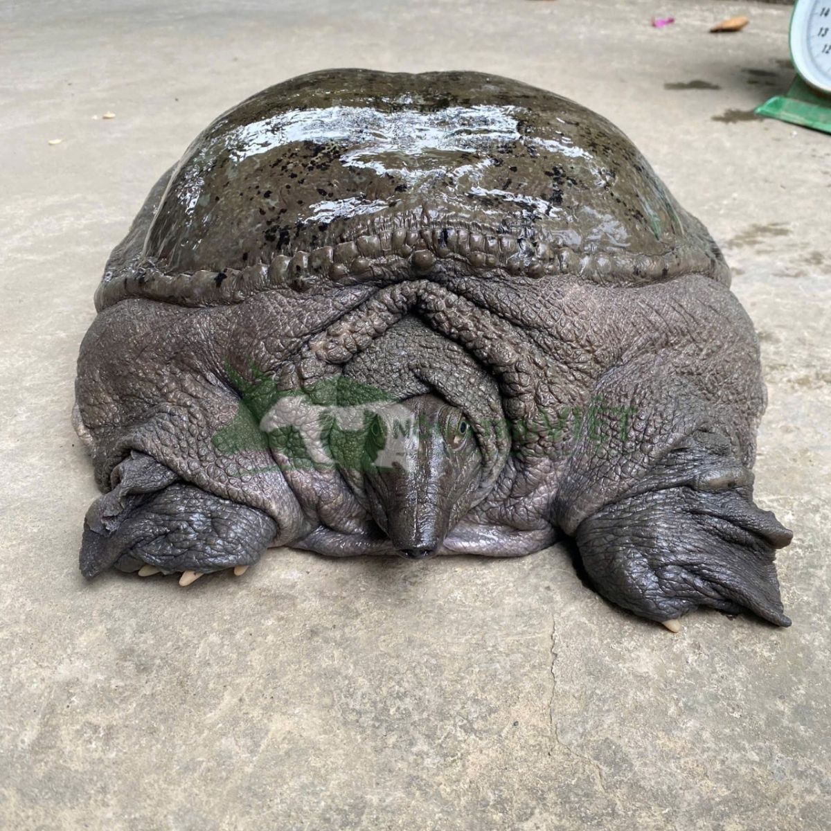 Cận cảnh con Cua Đinh khổng lồ nặng 50kg với lớp mai dày và đầu to