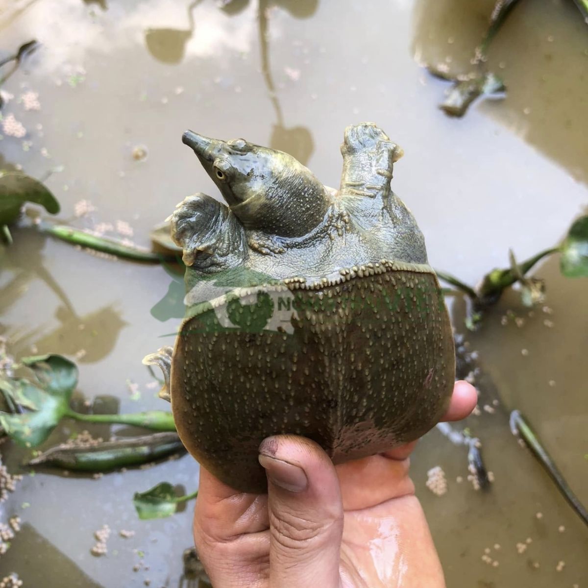 Mô hình nuôi cua đinh trong bể xi măng đơn giản sạch sẽ